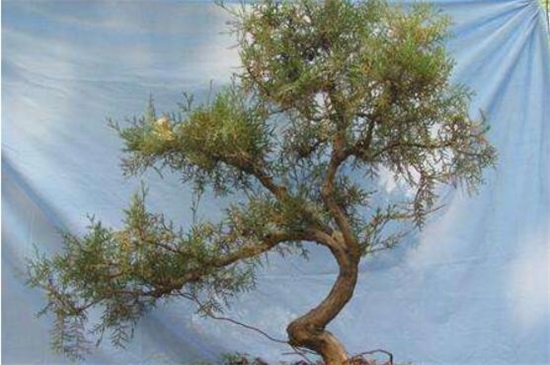 石榴盆景怎么样造型，整枝造型为主/修剪枝芽辅助