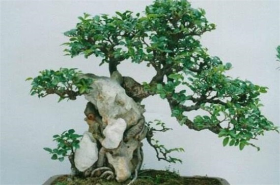 石榴盆景怎么样造型，整枝造型为主/修剪枝芽辅助