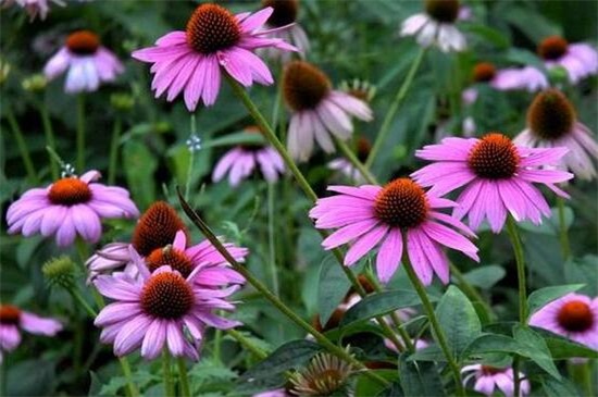 松果菊种子种植方法，3大步骤让松果菊种子快速发芽