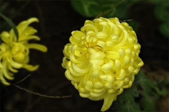 五朵菊花代表什么意思，不同颜色菊花寓意不同