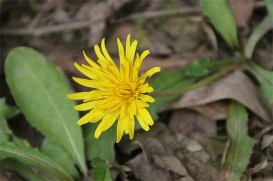 菊花水浇多了怎么挽救，4个步骤轻松救活菊花