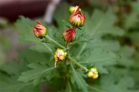 菊花夏季怎么养护，5大要点即可养好菊花(附春秋冬养护方式)