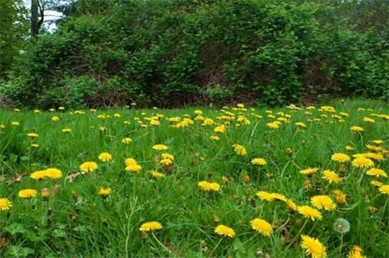 蒲公英种植新技术，4大步骤种植成活蒲公英植株