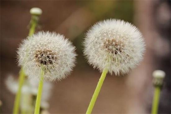 蒲公英种植新技术，4大步骤种植成活蒲公英植株