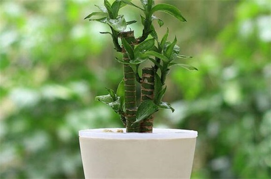 多头观音竹养殖方法，4个步骤让观音竹植株挺拔旺盛