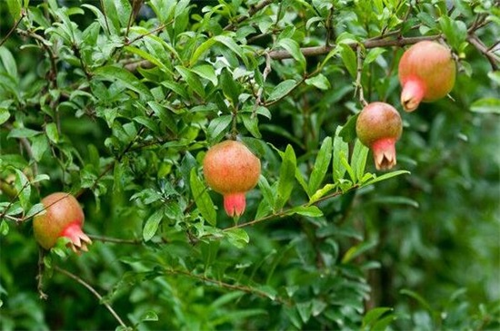 石榴树种植技术，5个步骤让石榴果又圆又大又多