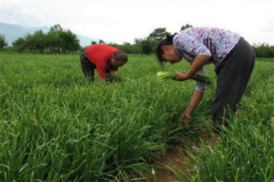 菲菜什么季节种，春季3月下旬～5月中旬最佳