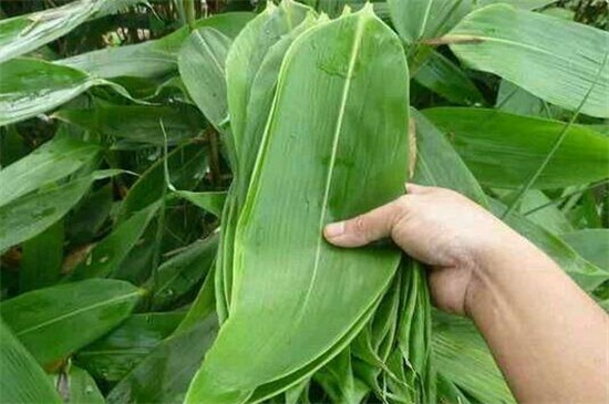 植物的花有什么作用，繁衍后代/补给养料促进植株生长