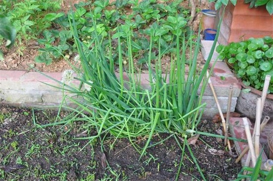 小葱种植方法和时间