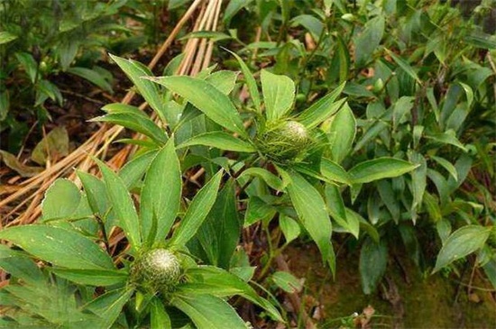 农村适合种植的药材品种