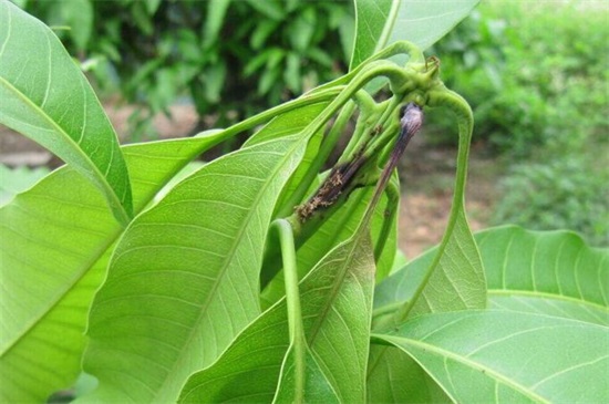 芒果籽怎么种小盆栽，4个要点可让种子花开满盆