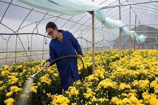 菊花怎么催花，3个方法可让花开爆盆