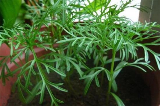 波斯菊种子撒播密度，根据环境条件控制/15～20g每平方
