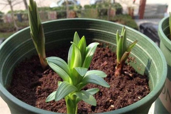 香水百合花谢了怎么办，减少浇水/修枝管理促进植株生长