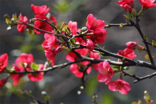 海棠花花语