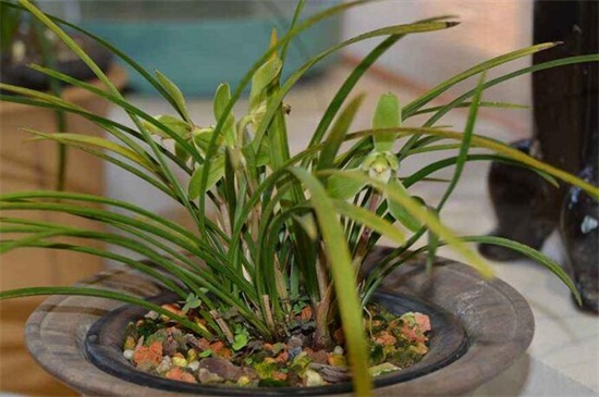 兰花什么季节开花