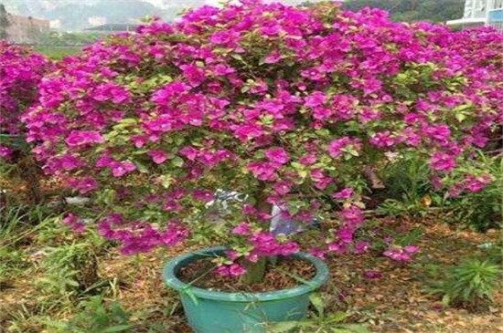 三角梅怎样缓苗