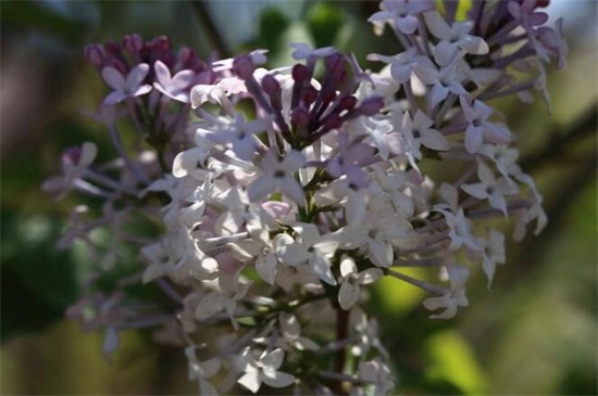 丁香花有什么品种，盘点10种最美丁香花品种