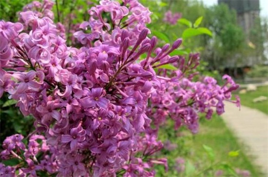 丁香花有什么品种，盘点10种最美丁香花品种