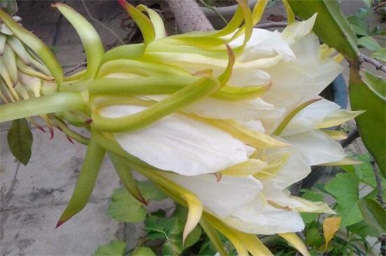 火龙果开花前的征兆