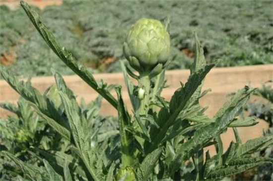 最贵的10种蔬菜是什么