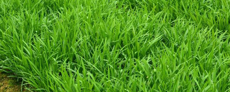 韭菜几月份播种