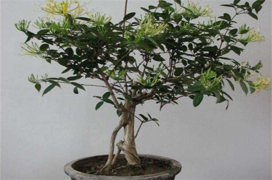 金银花的养殖方法和注意事项