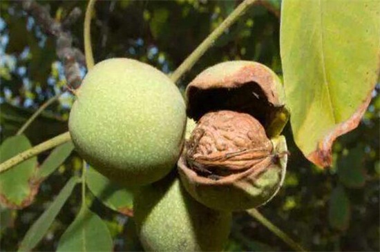 核桃成熟的季节，每年夏季7～9月份成熟