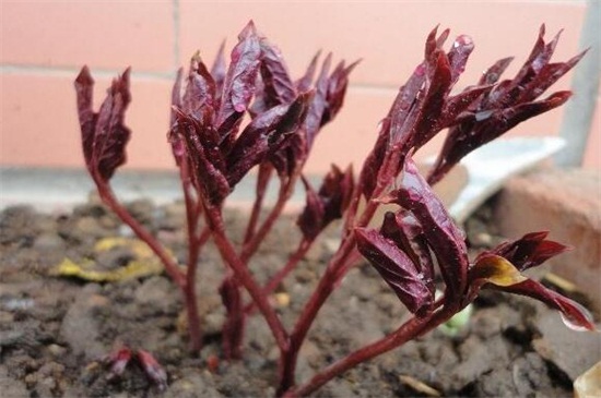 芍药根最佳种植时间