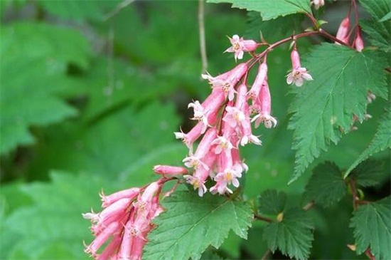 密蒙花什么时候开花