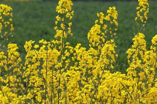 油菜花什么时候开花