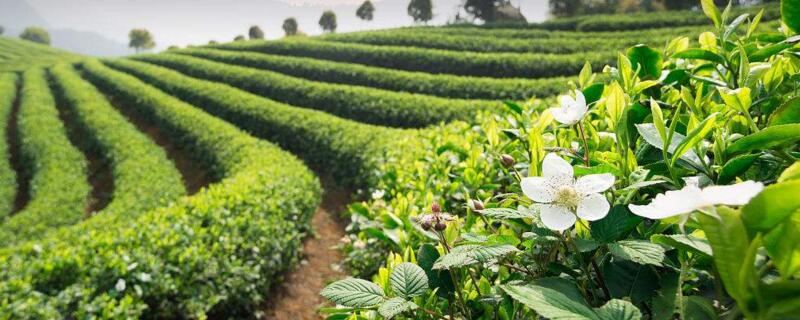 一亩茶园的成本与利润