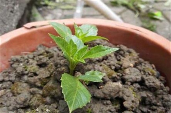 大丽花的块茎种植方法