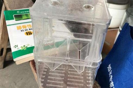 自制繁殖盒