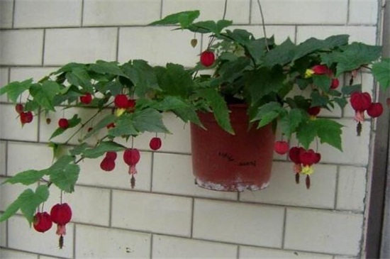 蔓性风铃花需要剪枝吗