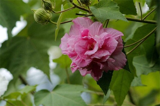 木芙蓉种子怎么种