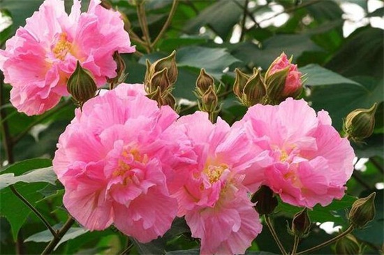 木芙蓉种子怎么种