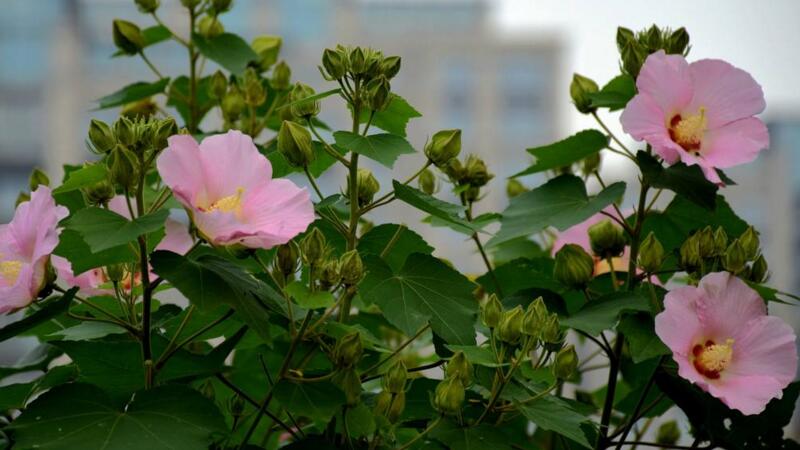 木芙蓉花的养殖方法和注意事项