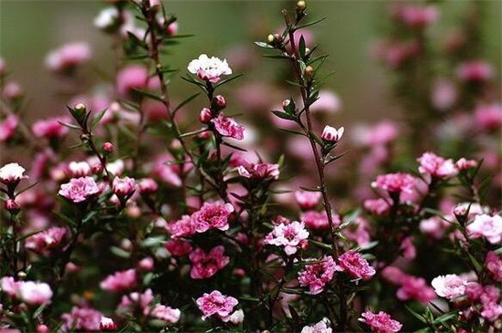 松红梅开花分散怎么办