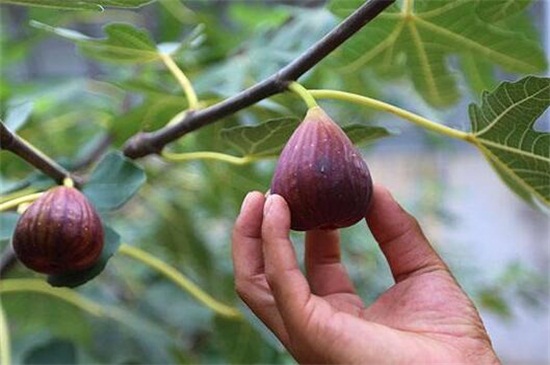 阳台无花果的种植方法