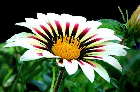 勋章花花期