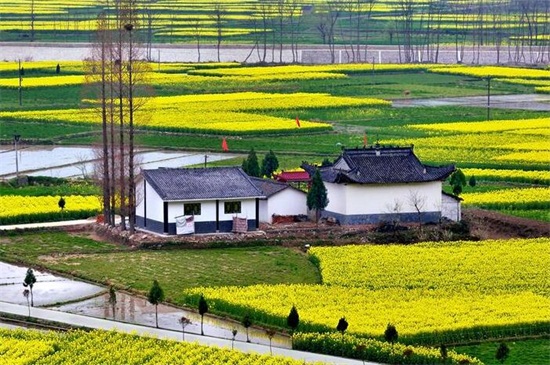 汉中油菜花基地在哪里