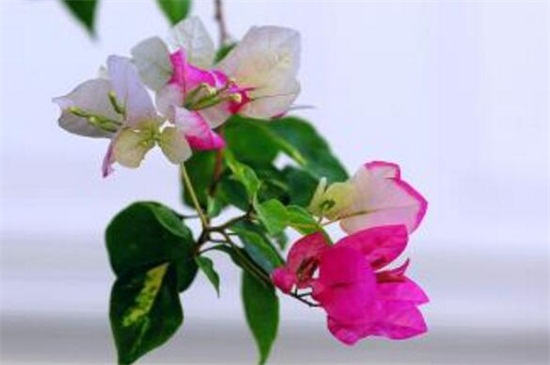 三角梅掉花的解决办法
