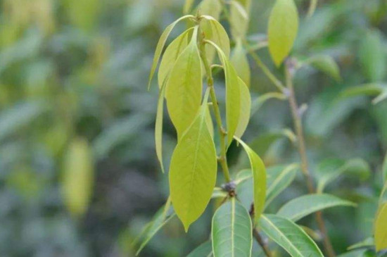 野生甜茶的功效与作用