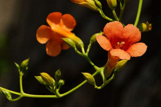 凌霄花几月发芽