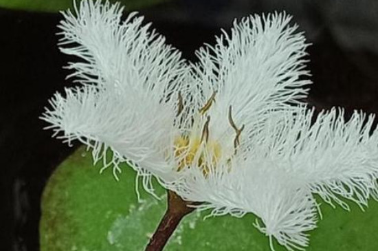 金银莲花怎么繁殖