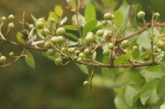 散沫花的养殖方法