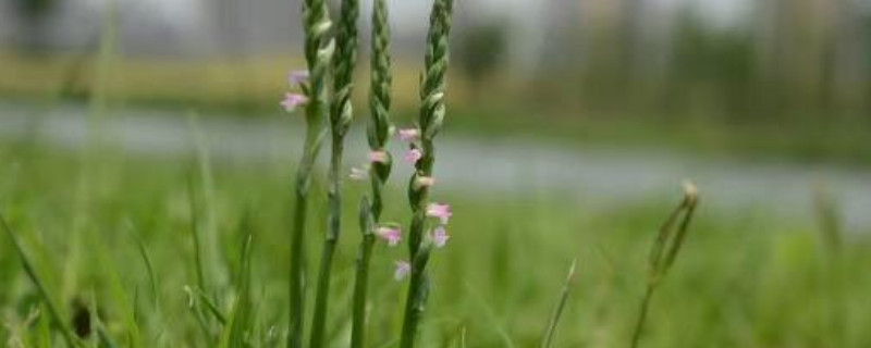 绶草的花期