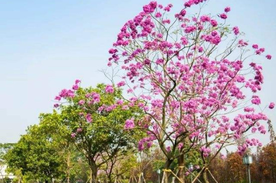 紫花风铃木不开花是什么原因