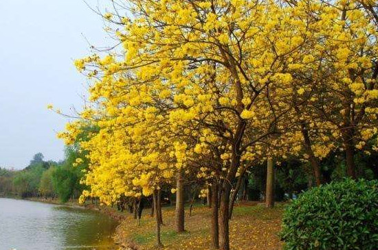 紫花风铃木怎么种